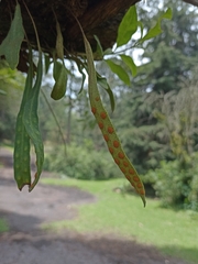Pleopeltis polylepis