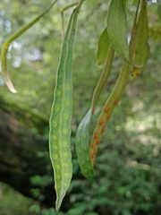 Pleopeltis polylepis