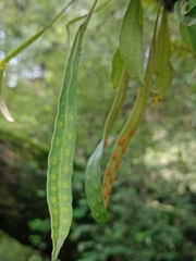 Pleopeltis polylepis