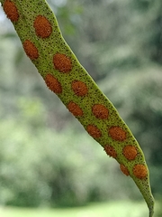 Pleopeltis polylepis