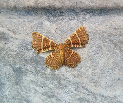 Hastina pluristrigata