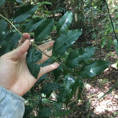 Putranjiva formosana