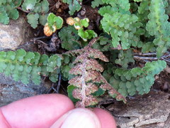 Asplenium cordatum