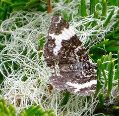 Rheumaptera hastata