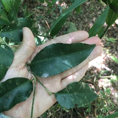 Putranjiva formosana