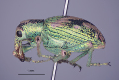 Coniatus splendidulus