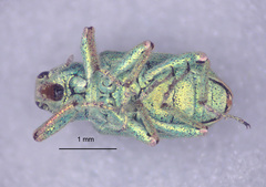 Coniatus splendidulus