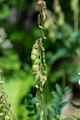 Hedysarum theinum