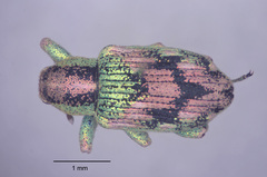 Coniatus splendidulus