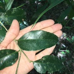 Putranjiva formosana