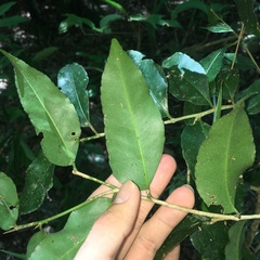 Putranjiva formosana