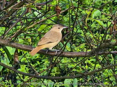 Furnarius rufus