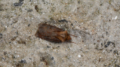 Agrotis vancouverensis