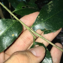 Putranjiva formosana