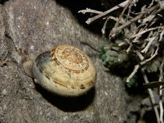 Xerosecta cespitum
