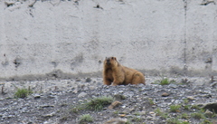 Marmota himalayana