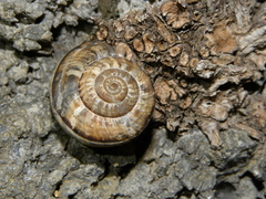Xerosecta cespitum