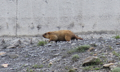 Marmota himalayana