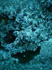 Mycale humilis
