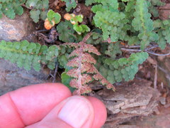 Asplenium cordatum
