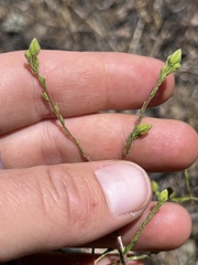 Deinandra pentactis