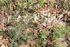 Polygonella americana