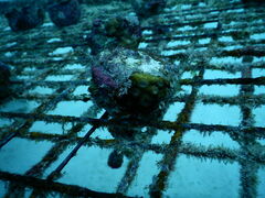 Echinopora hirsutissima