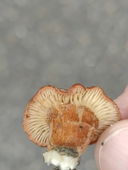 Lactarius rufus