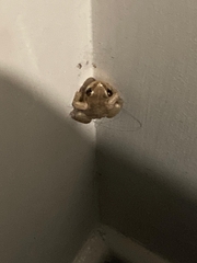 Litoria rubella