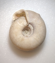 Helicodonta obvoluta