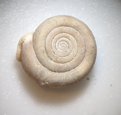 Helicodonta obvoluta