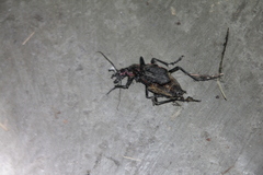 Carabus nankotaizanus