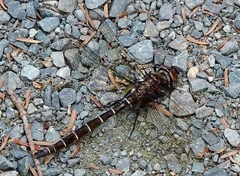 Somatochlora cingulata