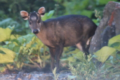 Elaphodus cephalophus