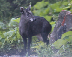 Elaphodus cephalophus