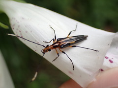 Metastrangalis uenoi