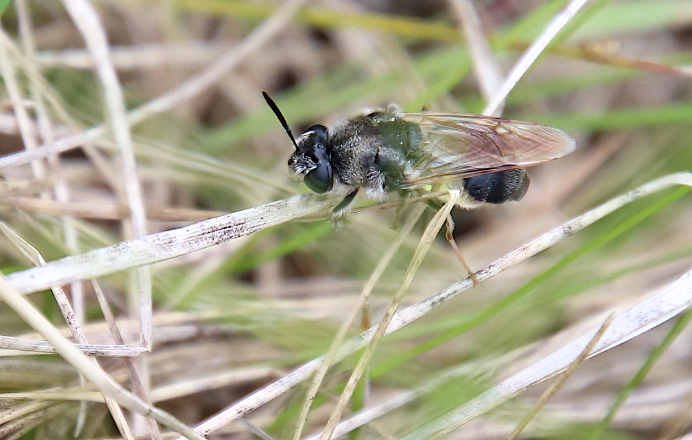Stratiomys adelpha
