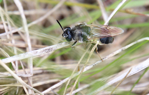Stratiomys adelpha