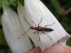 Metastrangalis uenoi