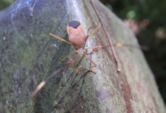 Paradasynus spinosus