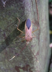 Paradasynus spinosus