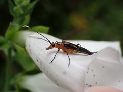 Metastrangalis uenoi