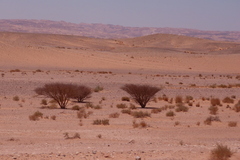 Vachellia tortilis raddiana
