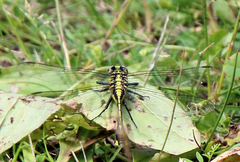 Gomphurus fraternus