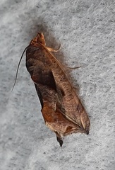 Lepidoptera