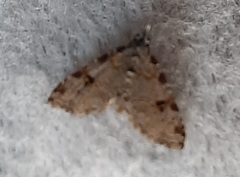 Lepidoptera
