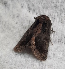 Lepidoptera