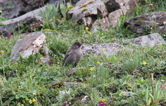 Leucosticte nemoricola