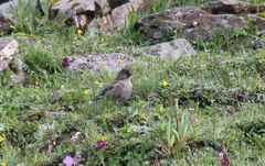 Leucosticte nemoricola