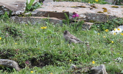 Leucosticte nemoricola